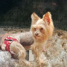 Tink - Yorkshire Terrier