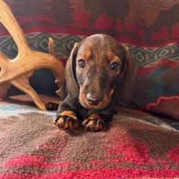 Hazel - Wild  boar and tan female Dachshund puppy in Wichita, Kansas from Rustic Dachshunds
