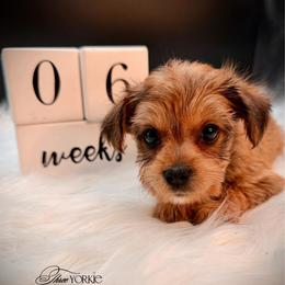 Golden girl - Chocolate and tan female Yorkshire Terrier puppy in Machesney Park, Illinois from Three Yorkie Family