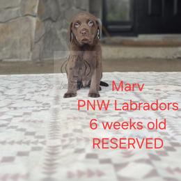 Marv - Chocolate male Labrador Retriever puppy in Rogue River, Oregon from PNW Labradors