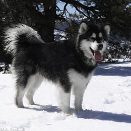 Lotus - Alaskan Malamute
