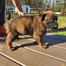 Valentino (red) - Black brindle male Dutch Shepherd puppy in Signal Mountain, Tennessee from Torgun Police Dogs