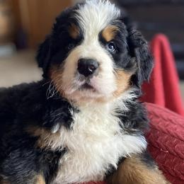 Bernese Mountain Dogs from Bear Creek Berners