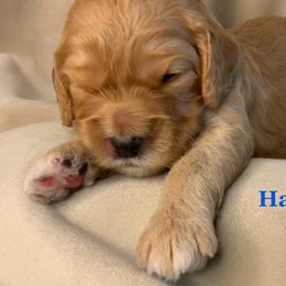 Hank - Cavapoo puppy from Catella Cavaliers and Cavapoos