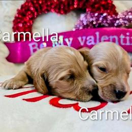 Carmella - Fawn (isabella) and tan female Dachshund puppy in Millington, Tennessee from SchmooterBabies