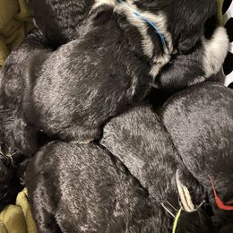 Goldendoodle Puppies from Golden GoldenDoodles