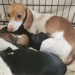 Espie - Dachshund