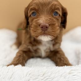 Green - Red male Australian Labradoodle puppy in Antelope, California from Adorable Labradoodle