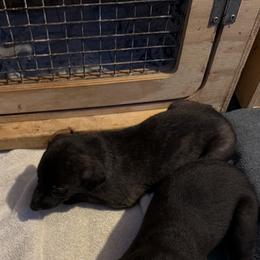 Boy 4 -BROWN COLLAR - Black male Greyhound puppy in Mesa, Arizona from ARK Kennels
