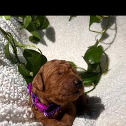 Goldendoodle Puppies from PurdyDoodles