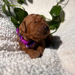 Goldendoodle Puppies from PurdyDoodles