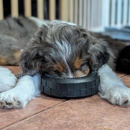 Aussiedoodle Puppies from Ridgeview Aussiedoodles