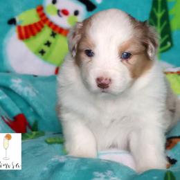 Mimosa - Red merle female Australian Shepherd puppy in Springville, New York from RisingStar Australian Shepherds