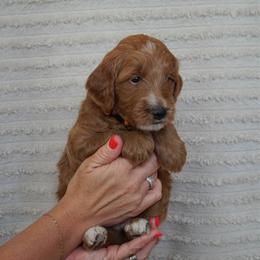 Doug- Orange boy - Apricot male Goldendoodle puppy in Hagerstown, Maryland from Maryland Doodles