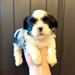 Boyd - Black and white male Shih Tzu puppy in Stroud, Oklahoma from Laik’s Little Shihtz & Poms