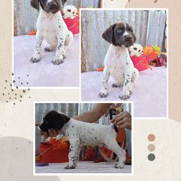 Girl 3 - Liver roan female German Shorthaired Pointer puppy in Laporte, Minnesota from Northern Odyssey Gun Dogs
