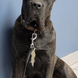 Cane Corso from Briggshaus Kennel