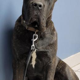 Cane Corso from Briggshaus Kennel