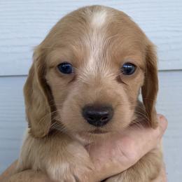 AKC Girl 1 - Red female Dachshund puppy in Bolivar Peninsula, Texas from A and G Dachsunds