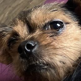Yorkipoos from Aqua Pups