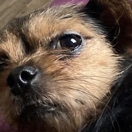 Yorkipoos from Aqua Pups