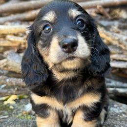 Ivy - Black and cream female Dachshund puppy in Steele, Alabama from Taylored Dachshunds