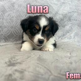 Miniature American Shepherd and Miniature Australian Shepherd Puppies from Regal Miniature American Shepherds | Regal Miniature Australian Shepherds
