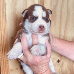 Sahara - Red and white female Siberian Husky puppy in Thomasville, Georgia from Southern Blues Siberian Huskies