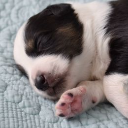 Australian Shepherd Puppies from Indigo Grove Aussies