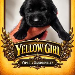Black Girl 1 - Black female Labrador Retriever puppy in Bend, Oregon from Stirpe Corleone Labradors