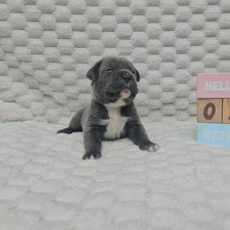 Light pink - Gray female Cane Corso puppy in Fritch, Texas from Carrie Brown's Cane Corsos