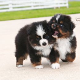 Miniature Australian Shepherd Puppies from Parsons Place Aussies