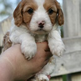 Cavapoo and Goldendoodle Puppies from Magic Valley Family Doodles