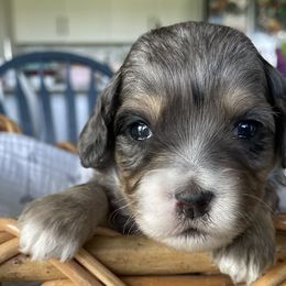 Australian Mountain Doodles from Tolman Acres