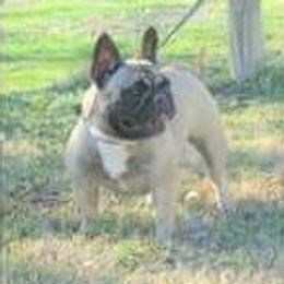 Molly - French Bulldog