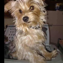 Kiki - Yorkshire Terrier