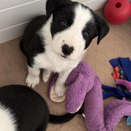 Boy 1 - Black and white male Border Collie puppy in Huntersville, North Carolina from MJ Border Collies