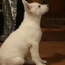 Boy 3 - White male German Shepherd puppy in Camarillo, California from Robert's White German Shepherds