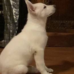 Boy 3 - White male German Shepherd puppy in Camarillo, California from Robert's White German Shepherds