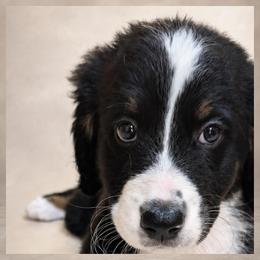 Prince - Tri-color male Bernedoodle puppy in Henderson, Colorado from Huggable Bernedoodles of Colorado LLC