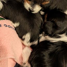 Biewer Terriers from Nest of Wellbeing’s Biewers