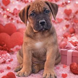 Ivy - Brown female Boerboel puppy in Delta, Colorado from SATA Kennels