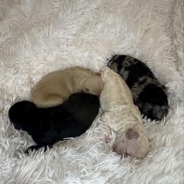 Lana del Rey - Cream female Goldendoodle puppy in Pleasant Grove, Utah from Canterbury Canines