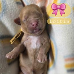 Lottie - female Cavapoochon puppy in Bullard, Texas from Cavapoochon Central LLC
