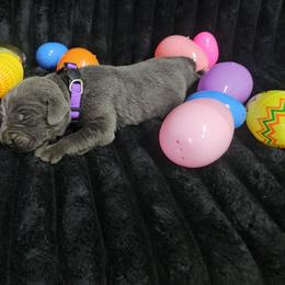 Purple collar - Gray female Cane Corso puppy in Fritch, Texas from Carrie Brown's Cane Corsos