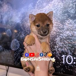 YAMI - Red female Shiba Inu puppy in Minnesota from BonsaiShibas