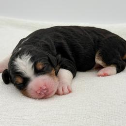 Peter Pan - Tri-color male Bernedoodle puppy in Bellville, Ohio from Bernedoodle Buddies