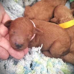 Pretty Girl - Red Mini Poodle Raised in Home - Red  female Poodle puppy in Falcon, Missouri from Cedar House Heritage Poodles | AKC Toy & Miniature Poodle Puppies Raised in Home
