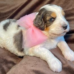 Pink Girl - Merle female Bernedoodle puppy in Trussville, Alabama from Cahaba Farms Doodle, Co.