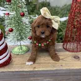 Bernedoodle, Cavapoo, Goldendoodle, and Poodle Puppies from Gypsi Doodles & Poodles